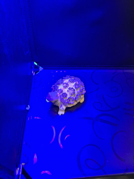 Blacklight flower turtle candle scented